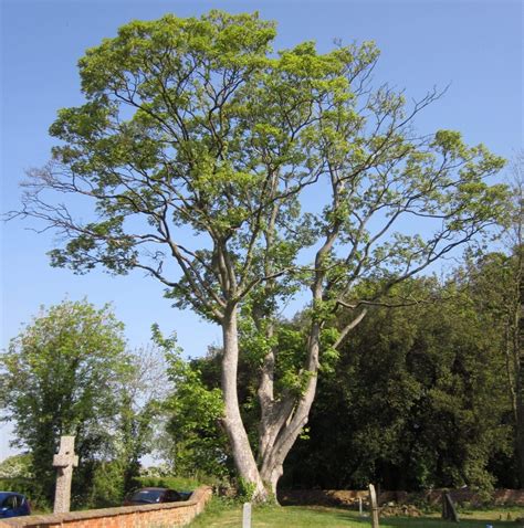 sycamore tree identification.